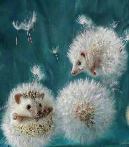 Misty Blue Hedgehogs Floating in a Glassy Dreamscape