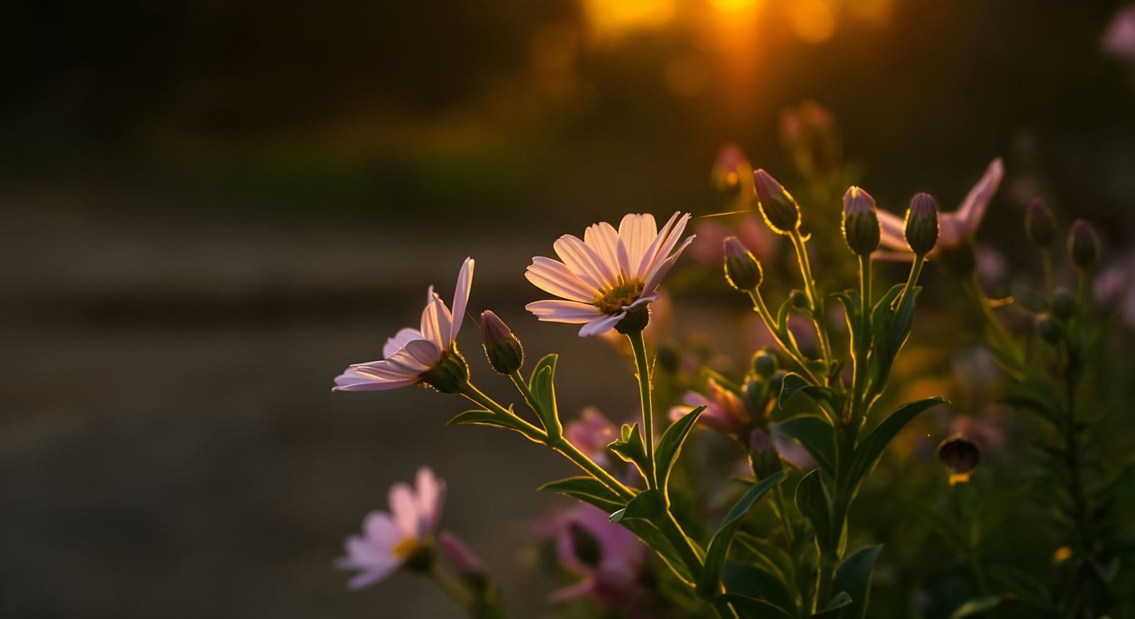 Elegant Sunlit Blooms in Nature's Serenity