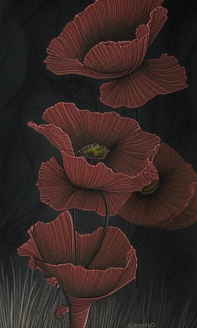dried poppies lines