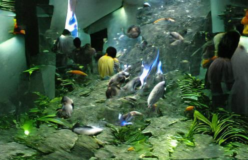 Vibrant Coral Reef Ecosystem