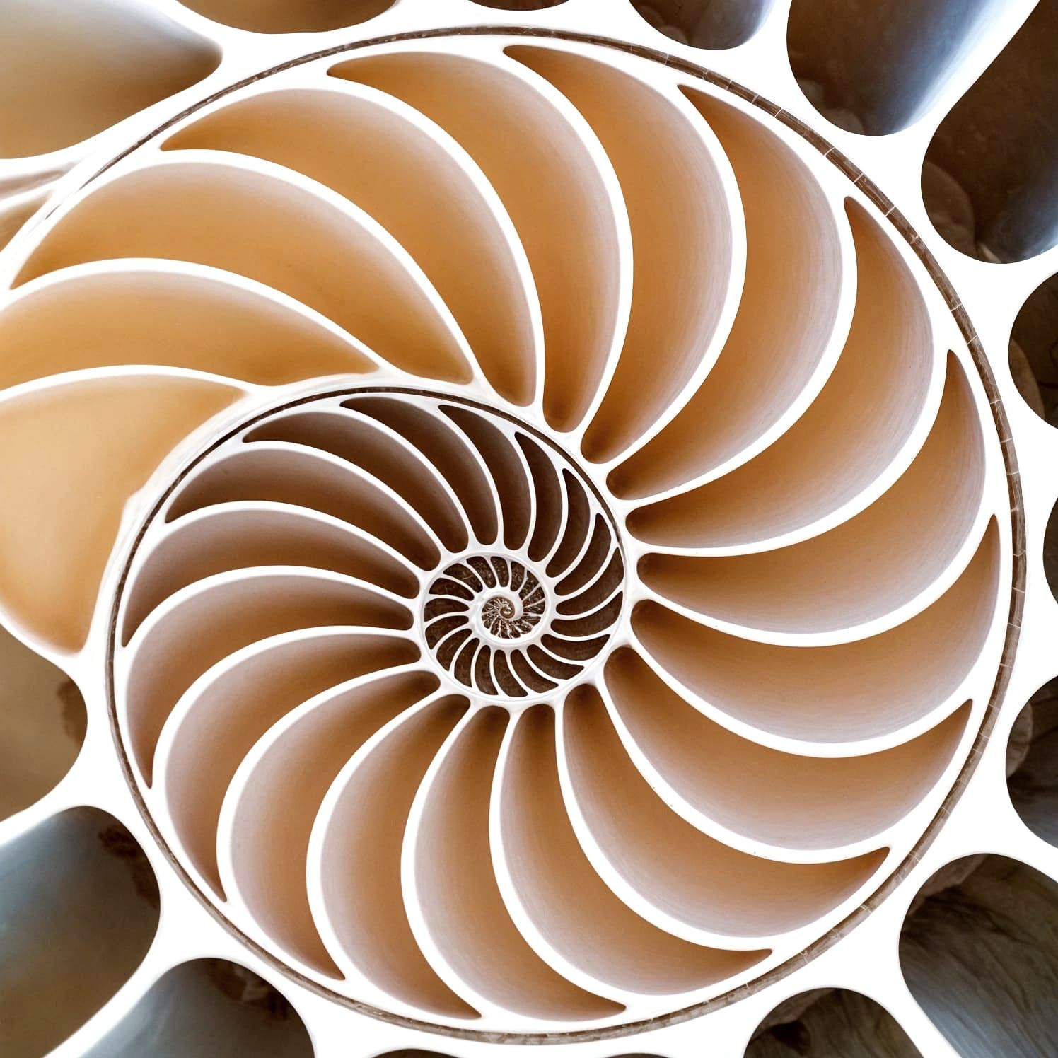 Spiraling Chambered Nautilus Shell in Opalescent Glory