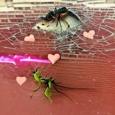 Insects Create Heart Shape