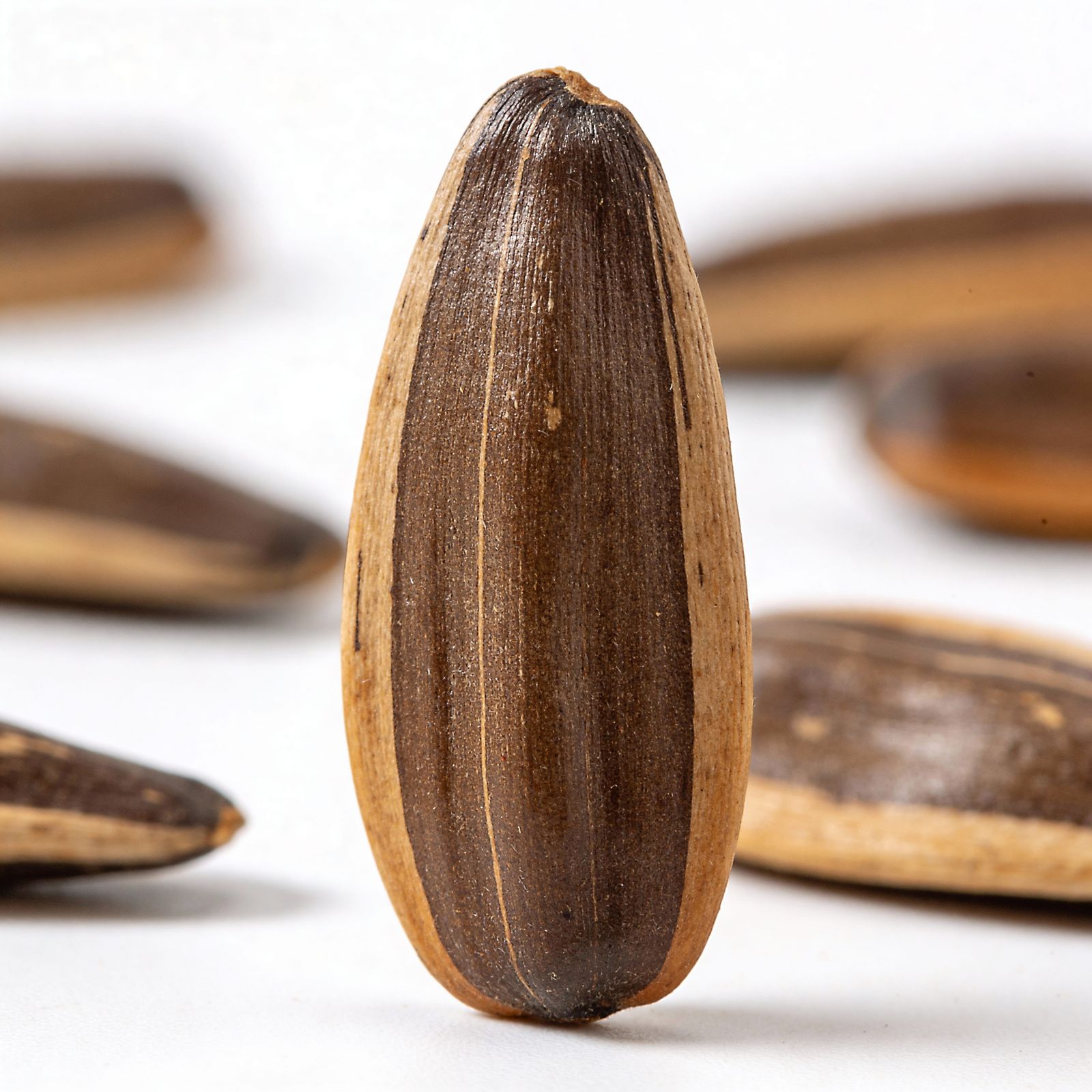 Ultra Realistic Sunflower Seed on White Background