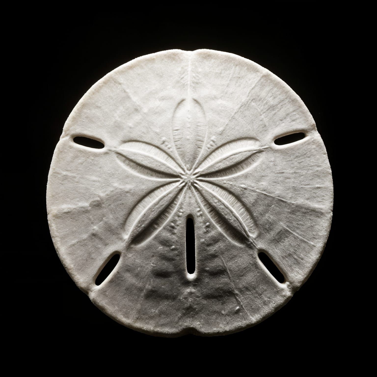 Geometric Beauty in Nature: Close-Up Macro Photography