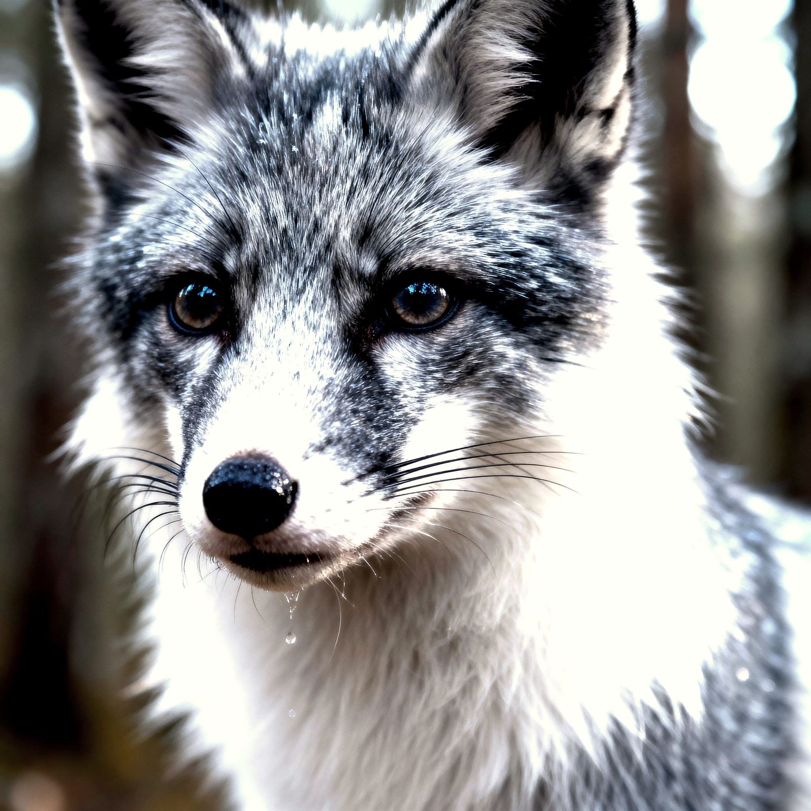 Ultra-Detailed Silver Fox Portrait in Natural Light