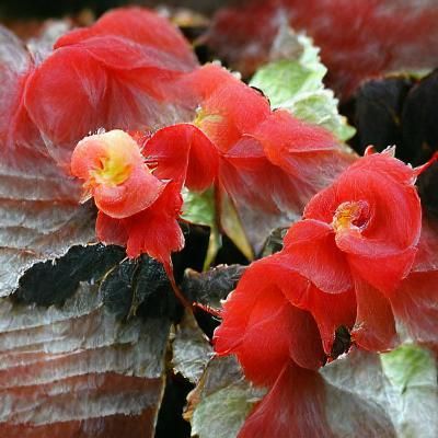 Dreamy Scarlet Begonias: Abstract Floral Art