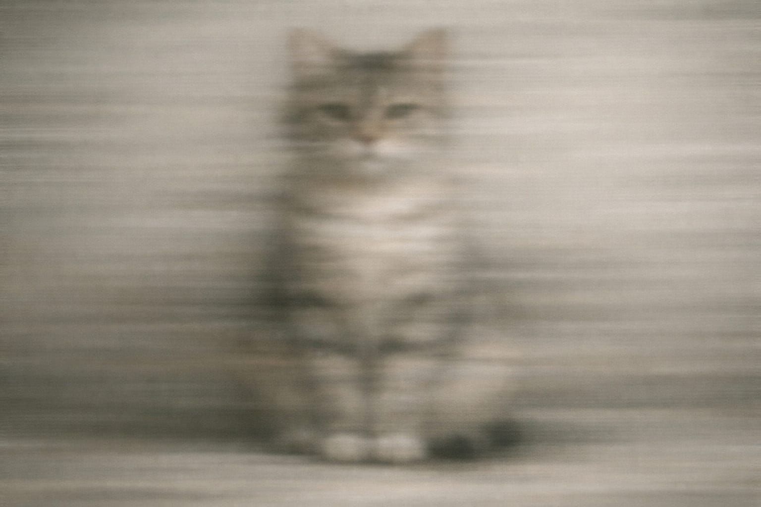 Photorealistic Cat Portrait with Soft Horizontal Blur