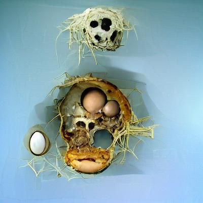 Eggs and Skull in Bird's Nest Still Life