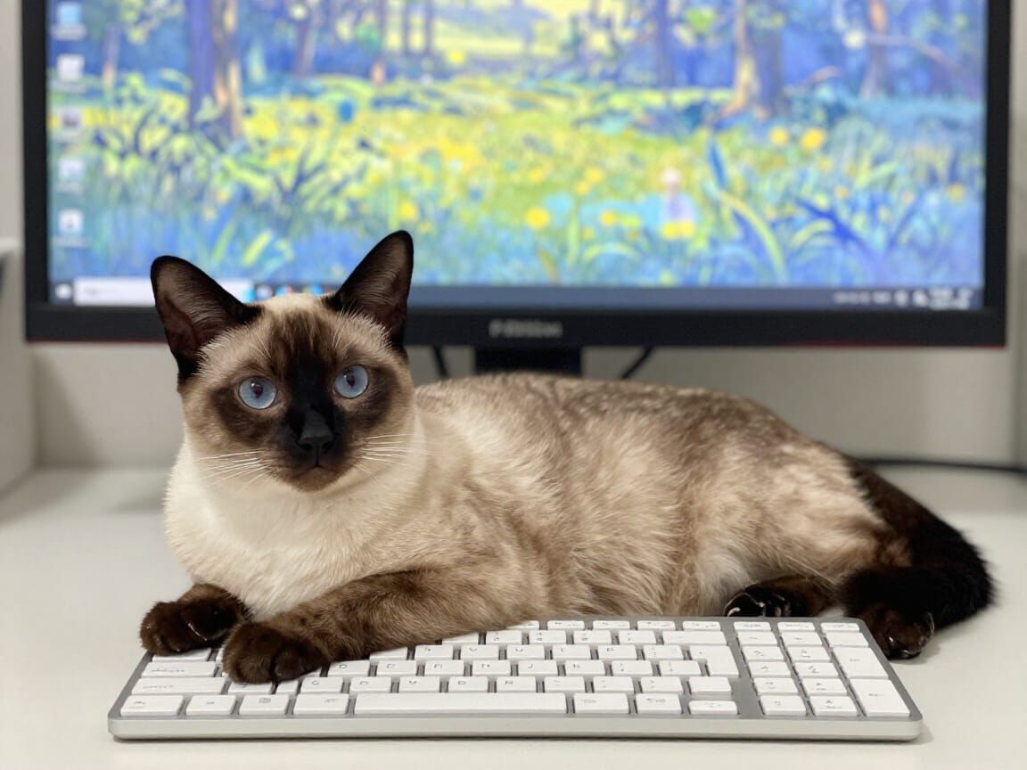 Siamese Cat on Keyboard, Realistic Ethereal Style