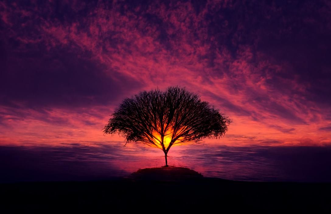 Tree Silhouetted Against a Purple Sunset