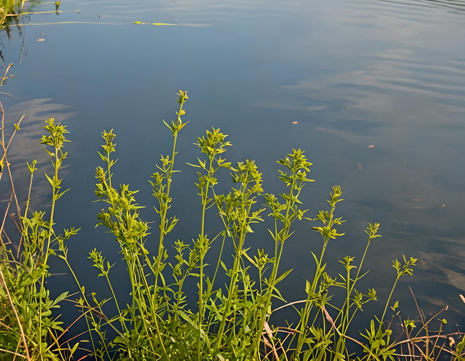 Lakeshore Weeds: A Natural Stock Photo