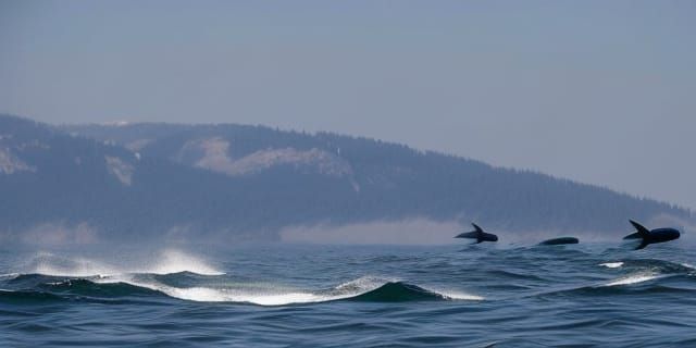 Whales Drifting in Choppy Seas: Digital Seascape
