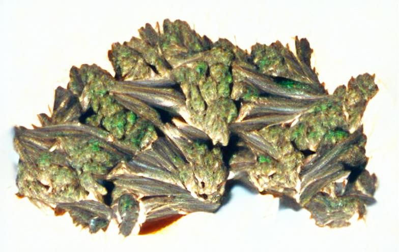 Detailed Macro Photograph of Marijuana Trichomes