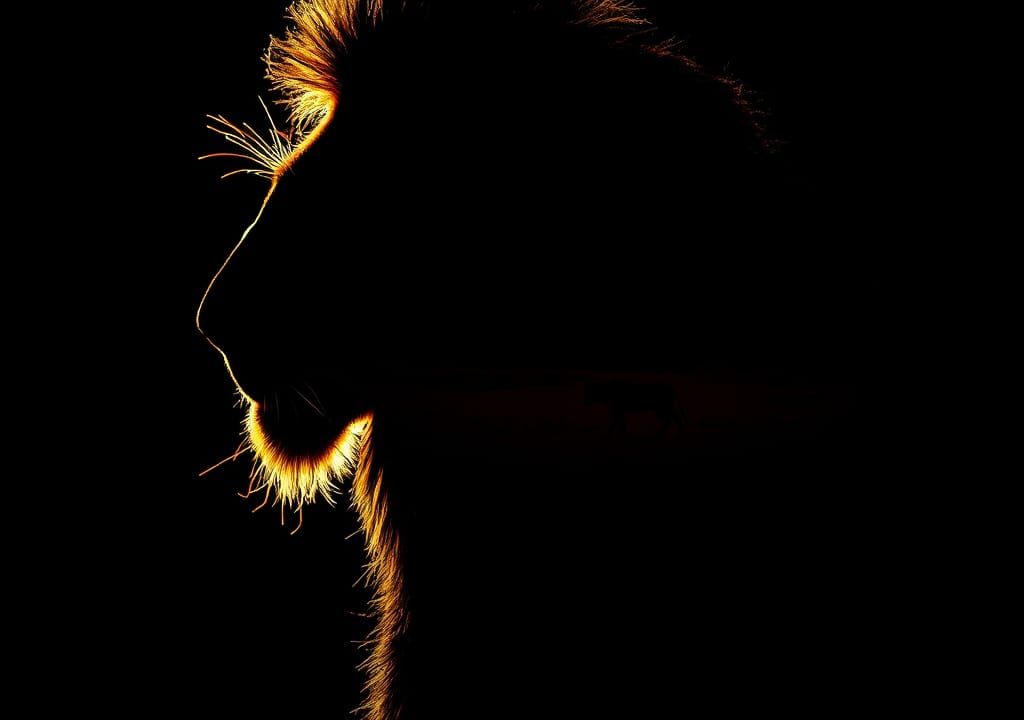 Dramatic Lion Silhouette with African Savannah
