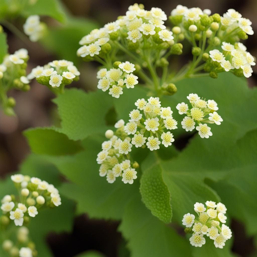 Magical Striped Feverbush: A Botanical Wonder
