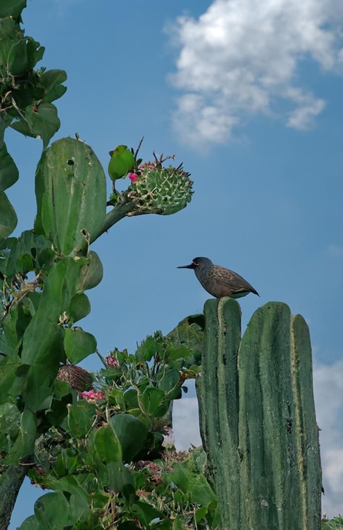 Secret Desert Garden with Nightingale