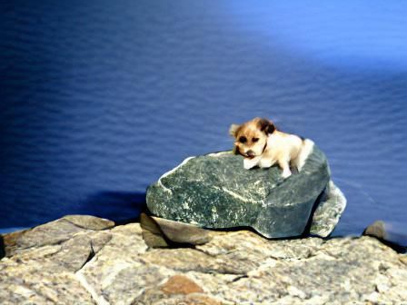 Cute Little Dog on a Rock