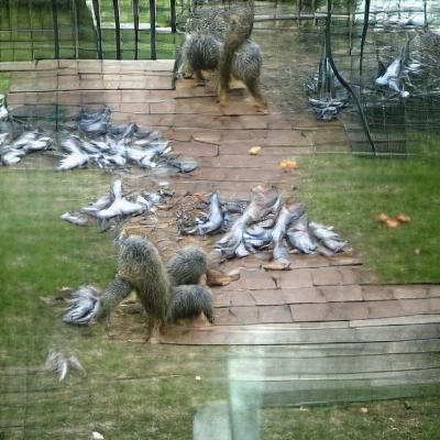 Cartoon Squirrel Demands Bird Feeder Access
