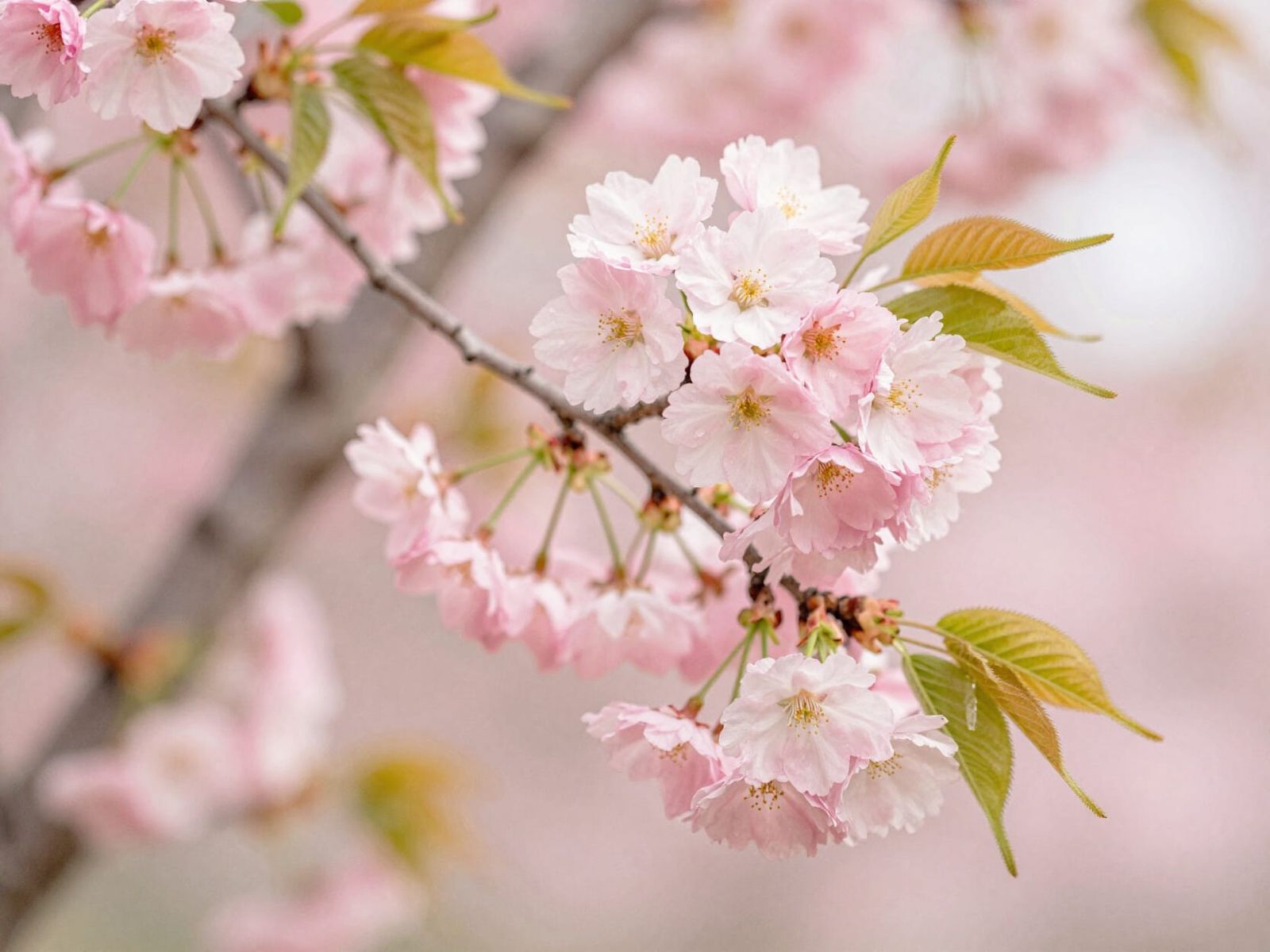 Cherry Blossom Tree in Full Bloom With Delicate Pink Flowers