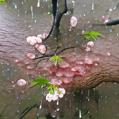Cherry Blossom Tree in Gentle Rain