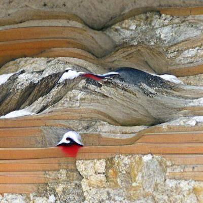 Wallcreeper Bird on Mountain Peak