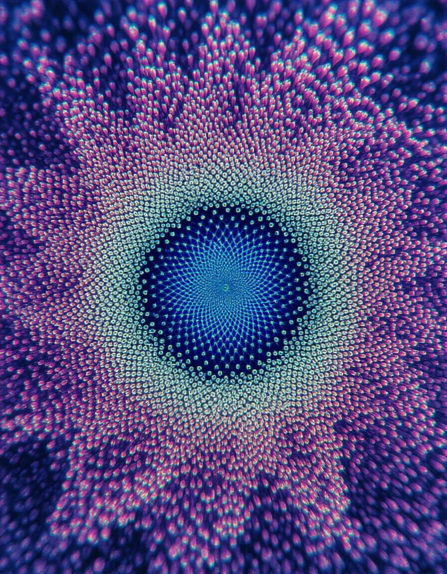 Quantum Dot Ditsyflowers Through the Wrong End of Cameraphon...