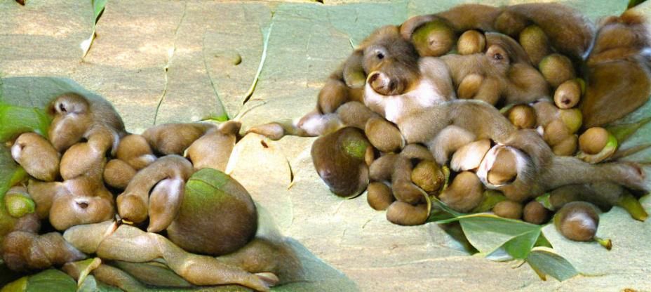 Pile of Macadamia Nuts Still Life