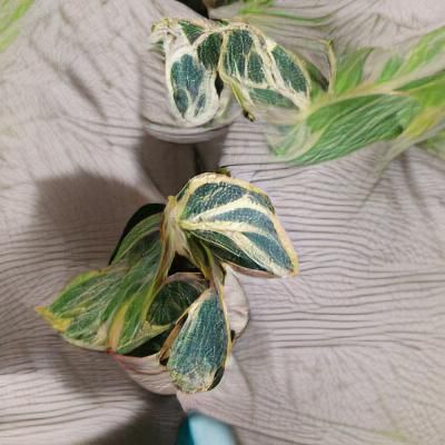 Image of a Variegated Plant