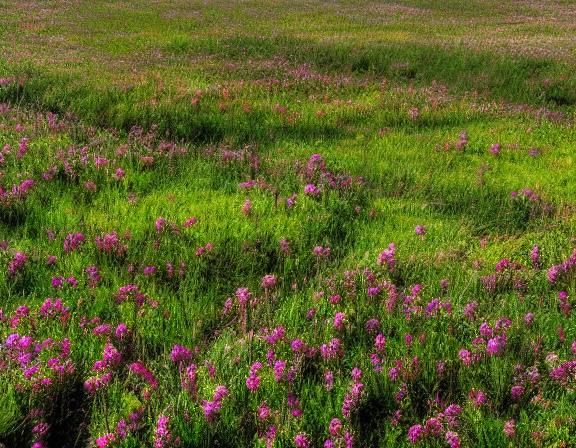Top-View Floral Meadow Landscape