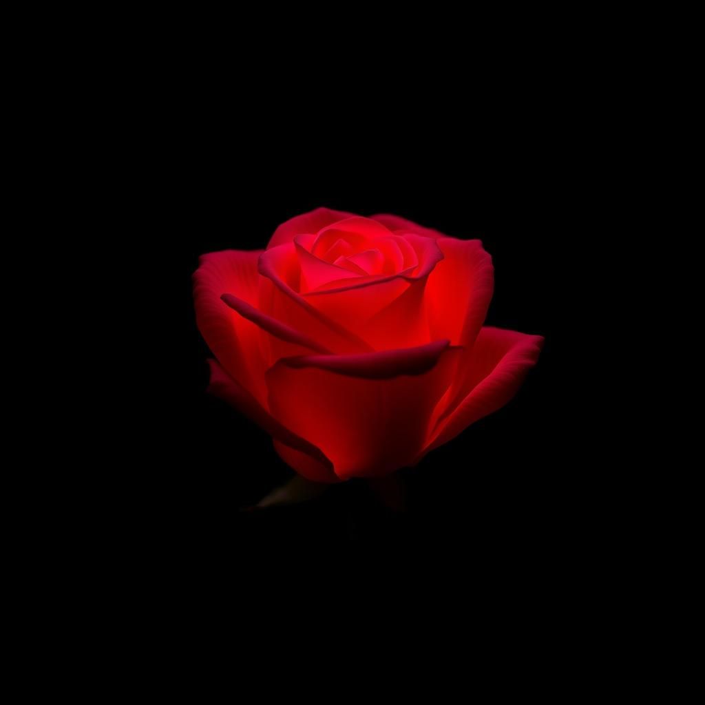 Bioluminescent Rose: Single Line Art on Black