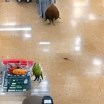Unexpected Supermarket Encounter with Strange Creature