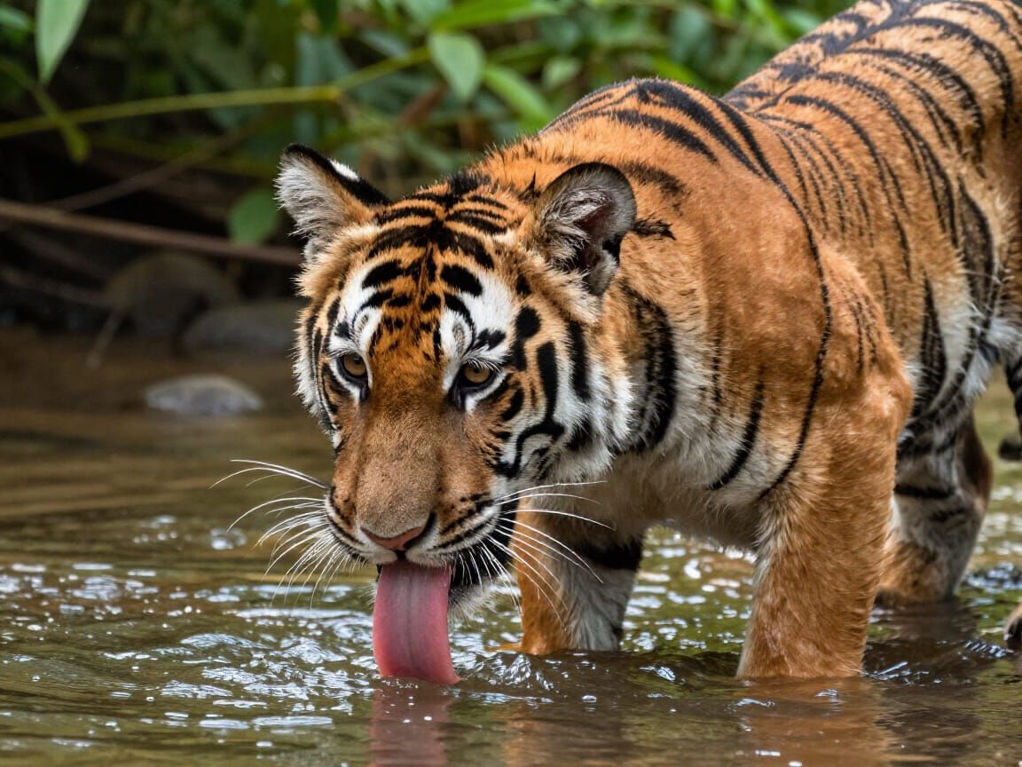 Baby Tiger Drinks From River in Audubon Masterpiece Style