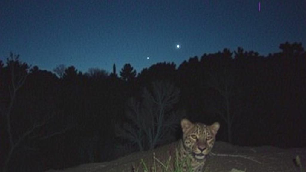 Jaguar Spotted in New Mexico Juniper Forest