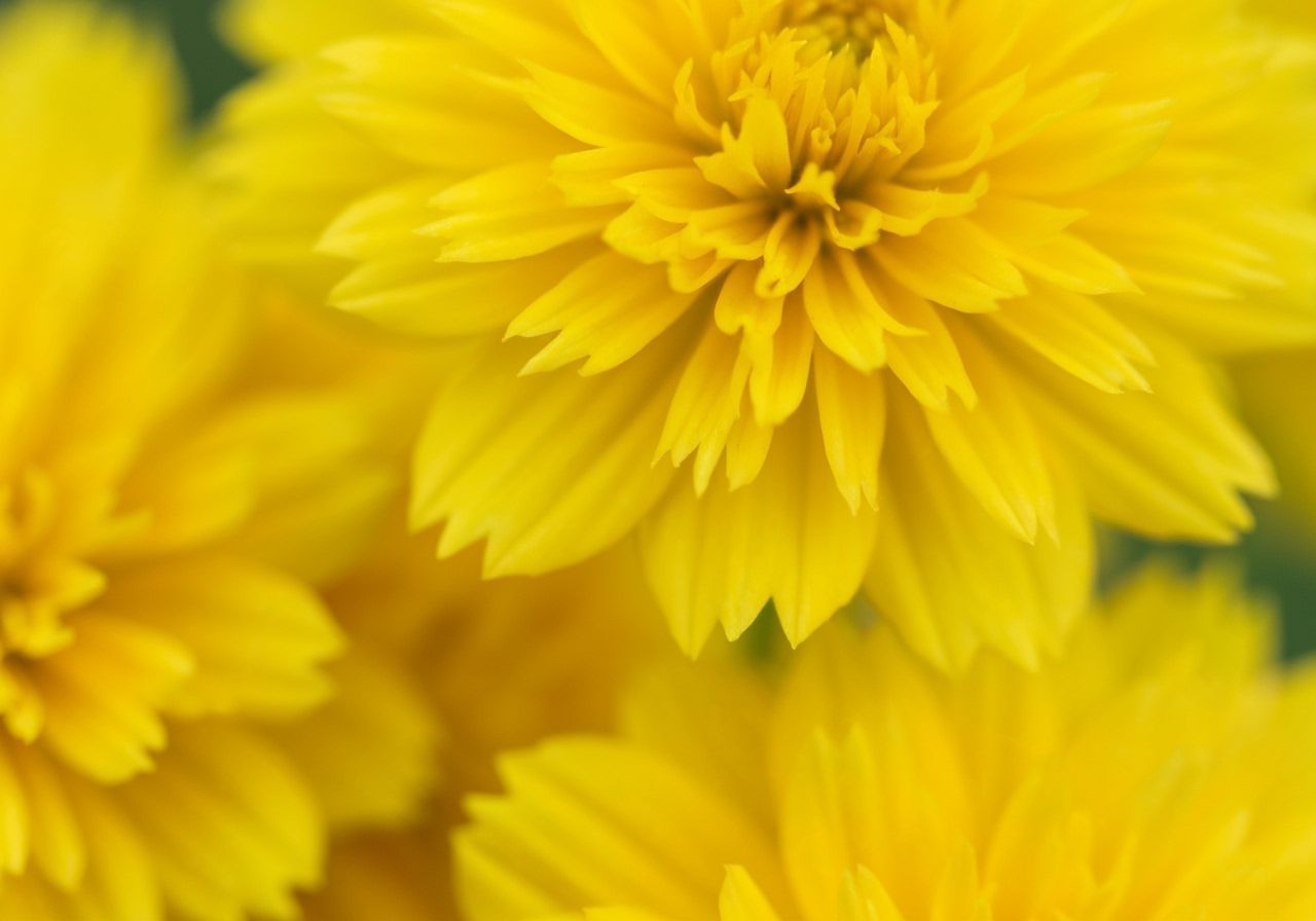 Macro Photo of Bright Yellow Cosmos Flowers