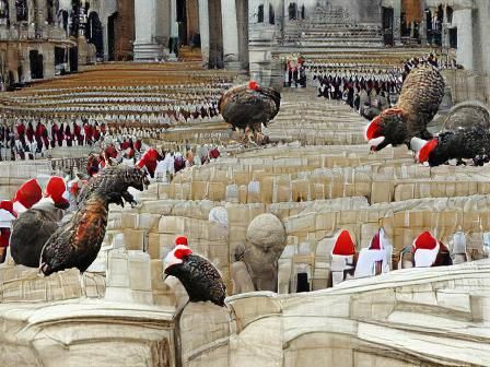 Turkeys Vote for Early Christmas