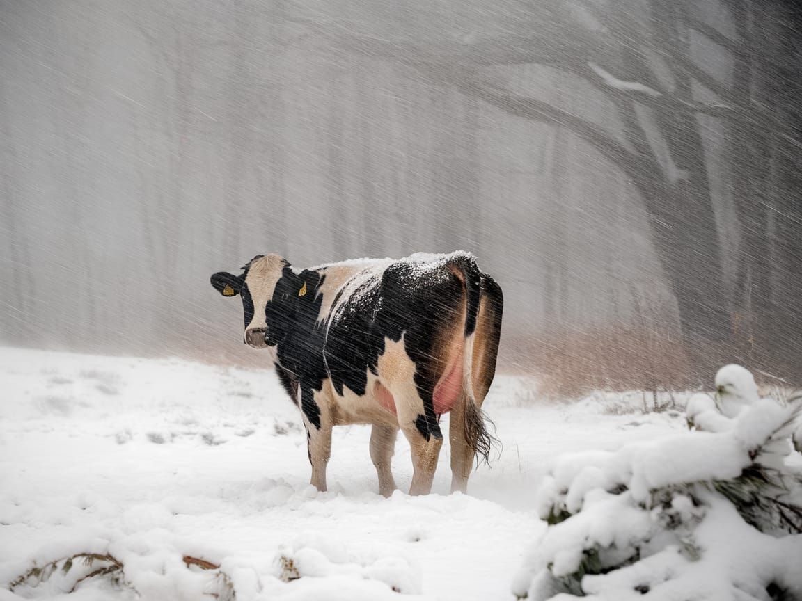 Cow in Harsh Winter Storm