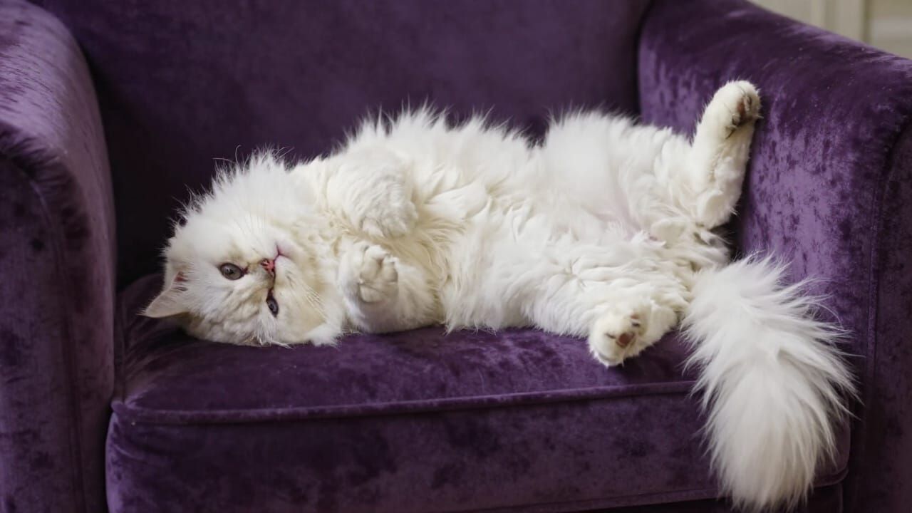 Fluffy Persian Cat Relaxing on Velvet Sofa