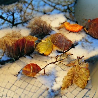 Autumn to Winter Transition in a Painterly Style