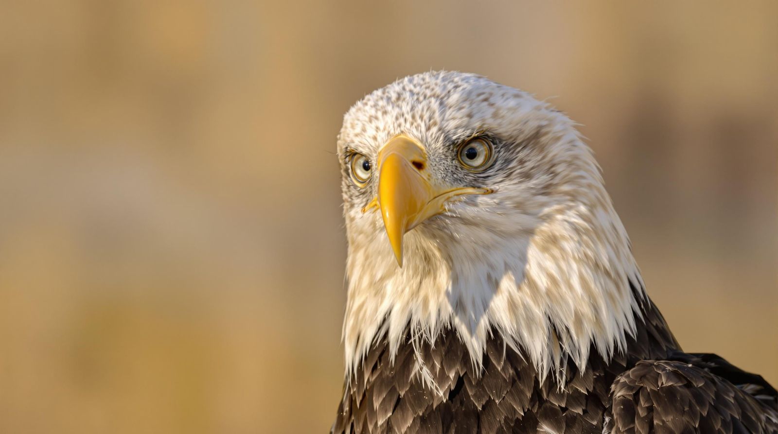 Bald Eagle with Distinctive Bald Patch in Sunlit Setting