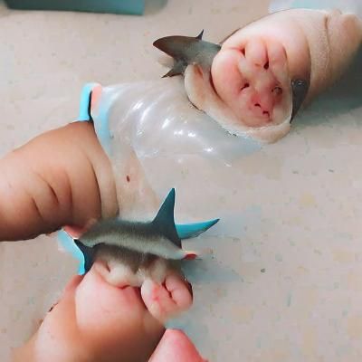 Baby Shark