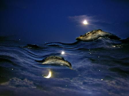 Moonlit Dolphins in High Tide Under Clear Night Sky