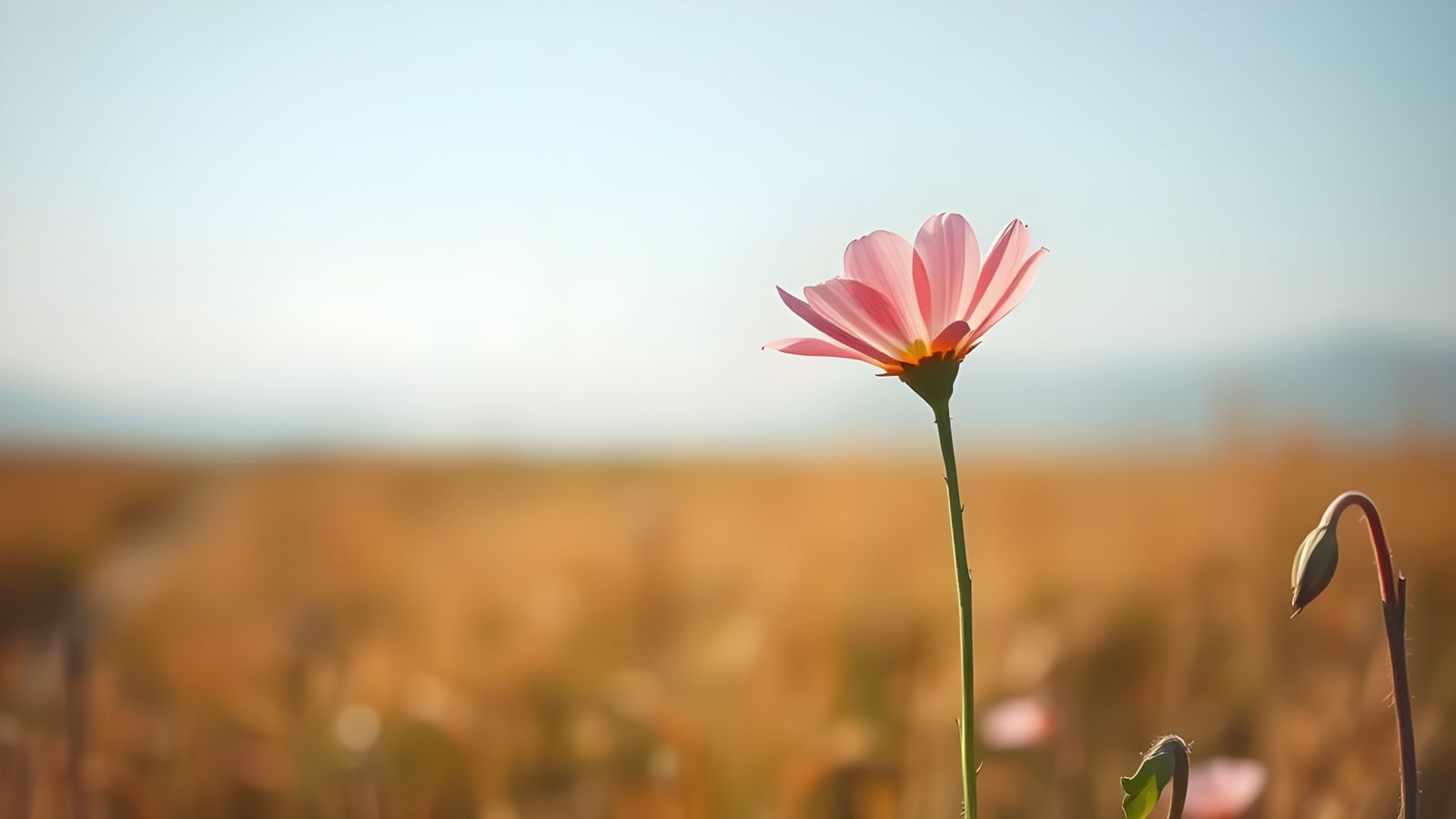 Elegant Floral Bloom in a Serene Field