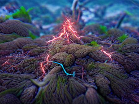 Alien Landscape