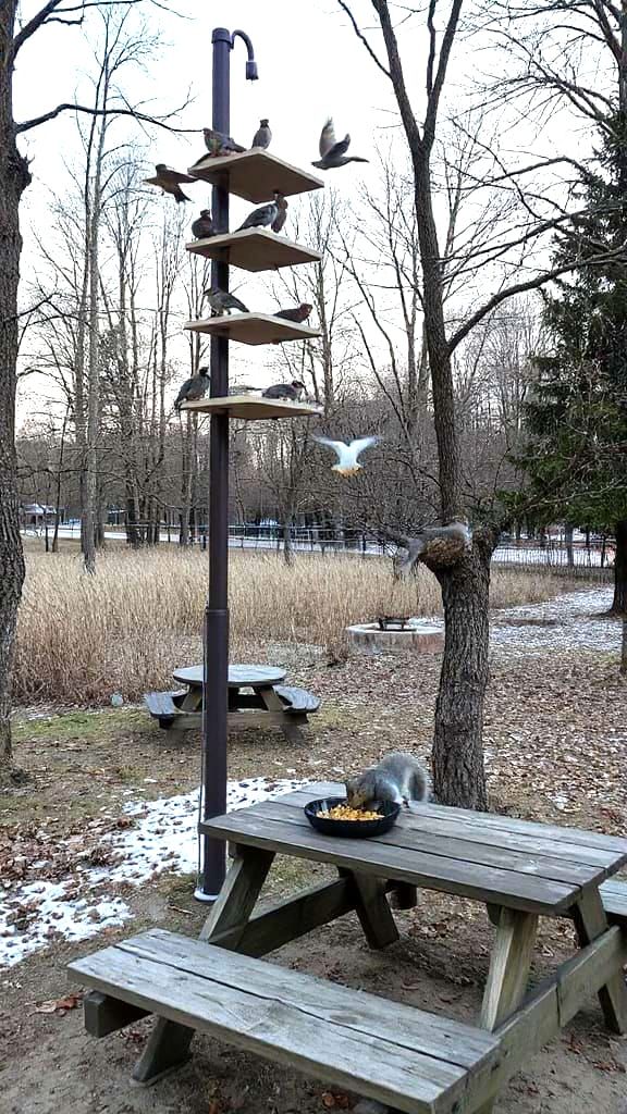 Birds and Squirrels in Their High-Rise Condos