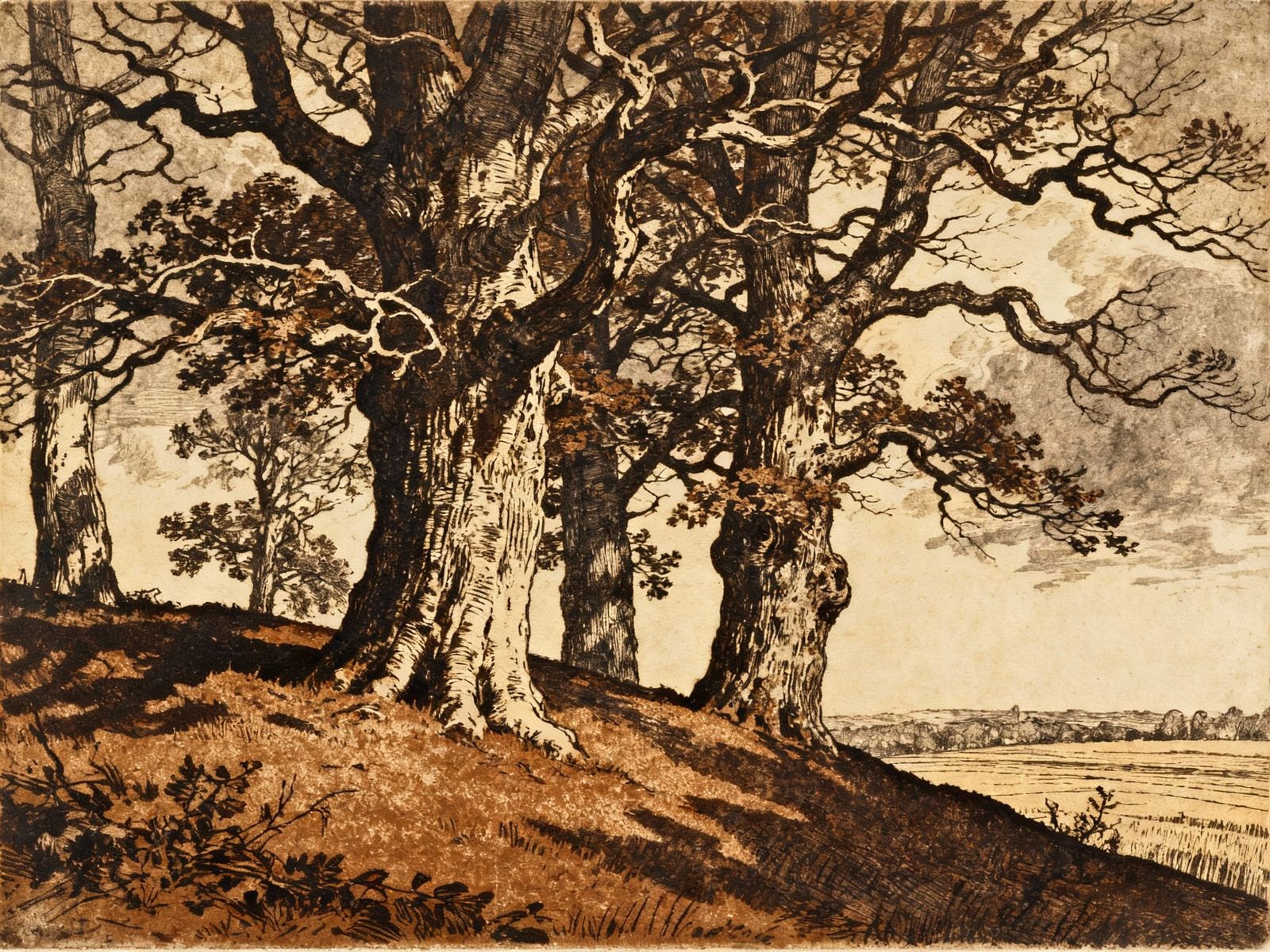 Intricate Etching of Old Beech Trees on Hillside