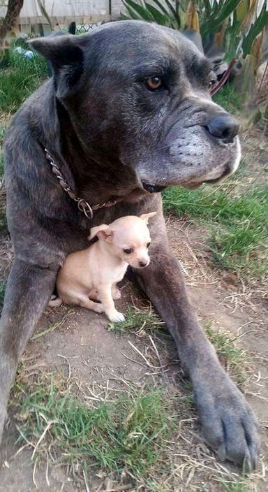 Cane Corso and Chihuahua Dog Breeds