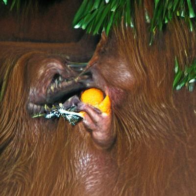 Orangutan Delight: Eating an Orange
