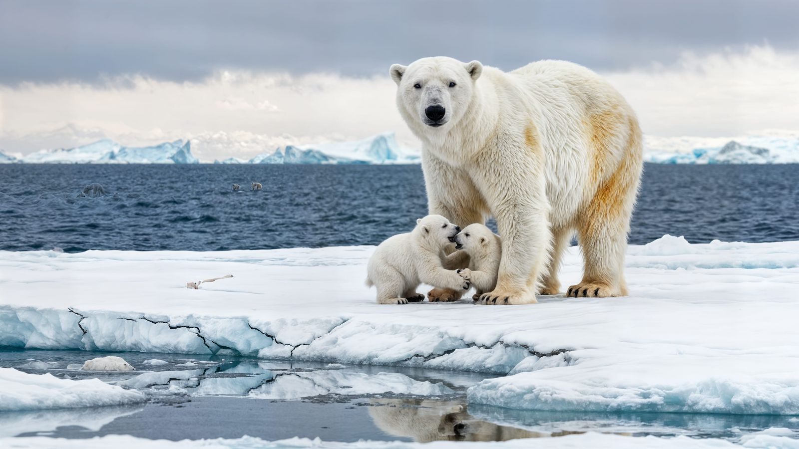 Polar Bear Family on Arctic Ice Floe