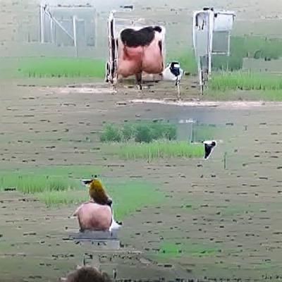 Humorous Scene: Man, Cow, and Bird Watching