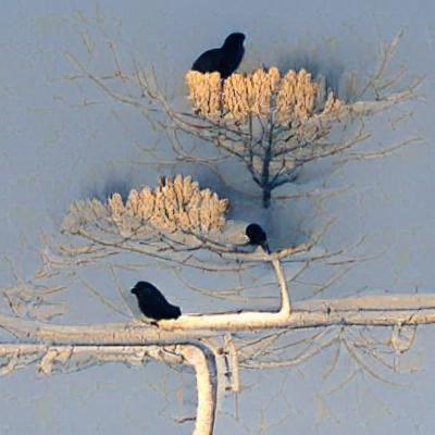 Crows on Winter Tree: Minimalist Scene